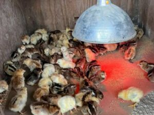 Warhorse Chicks