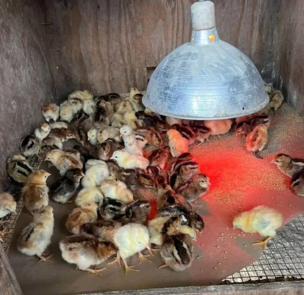 Warhorse Chicks