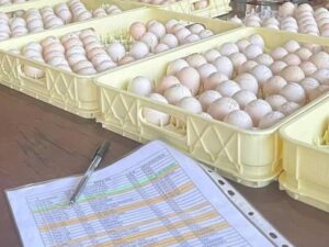 Warhorse Eggs