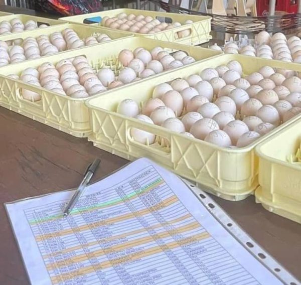 Warhorse Eggs