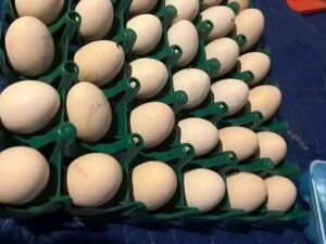 Gilmore Hatch Eggs