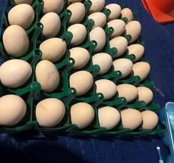 Gilmore Hatch Eggs