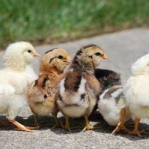 Sweater Chicks