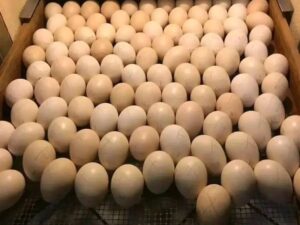 Sweater Possum Eggs