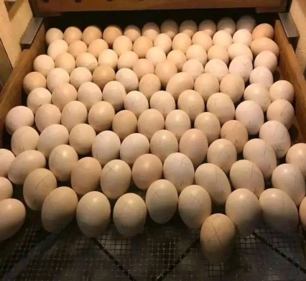 Sweater Possum Eggs