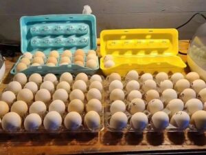 Pure Kelso Eggs