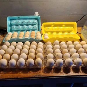 Pure Kelso Eggs
