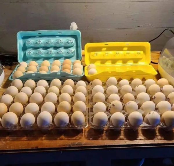 Pure Kelso Eggs