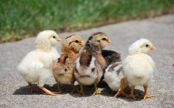 Sweater Chicks