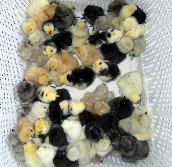 Pure Kelso Chicks