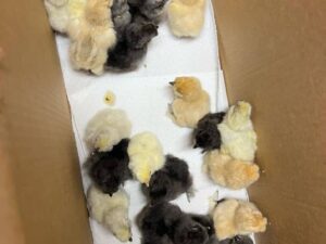 Cardinal Kelso Chicks