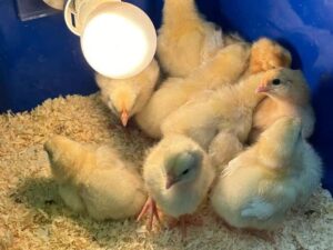 White Kelso Chicks