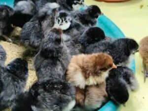 Warhorse Chicks