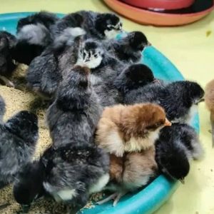 Warhorse Chicks