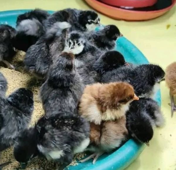 Warhorse Chicks