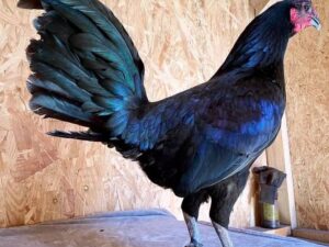 Warhorse Hen