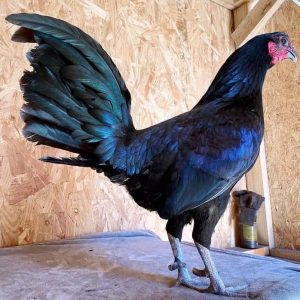 Warhorse Hen