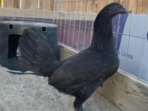 Black Mclean Hen