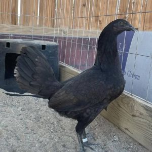Black Mclean Hen