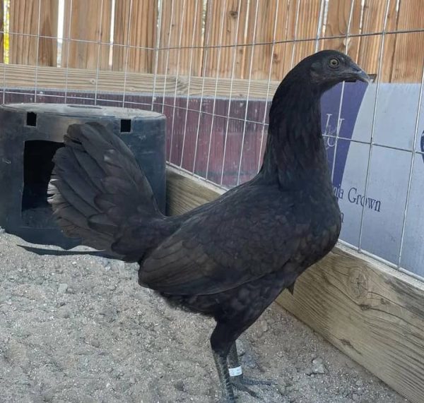 Black Mclean Hen