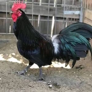 Black Mclean Stag