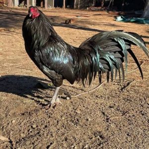 Warhorse Rooster