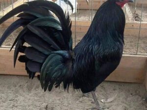Black Mclean