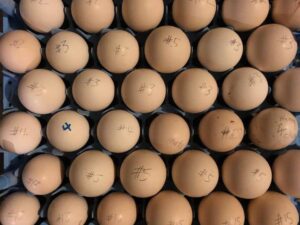 Black Mclean Eggs