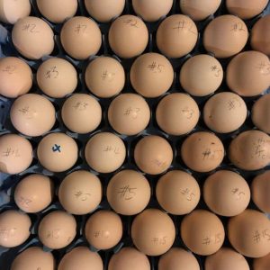Black Mclean Eggs