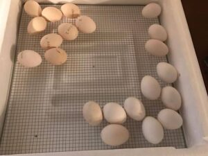Warhorse Eggs