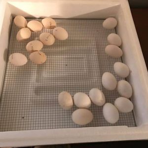 Warhorse Eggs