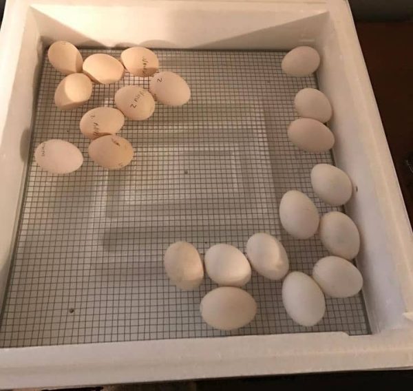 Warhorse Eggs