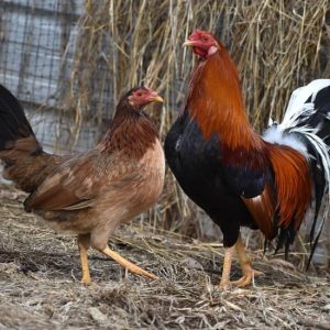 Yellow Leg Hatch Pair