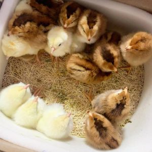Yellow Leg Hatch Chicks