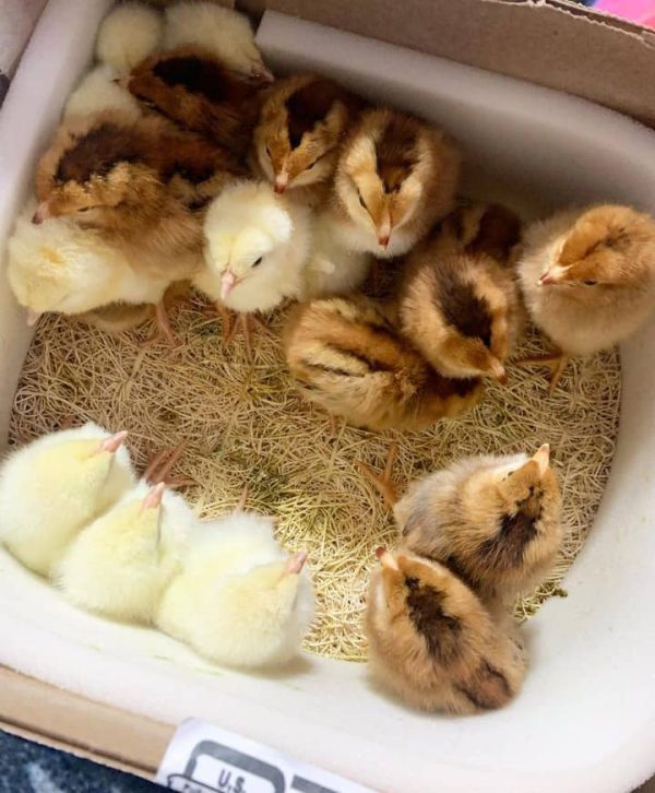 Yellow Leg Hatch Chicks