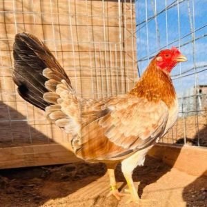 Yellow Leg Hatch Hen