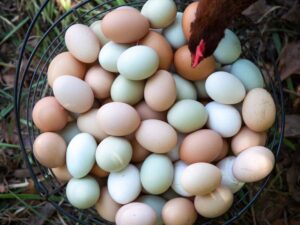 Yellow Leg Hatch Eggs