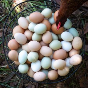 Yellow Leg Hatch Eggs