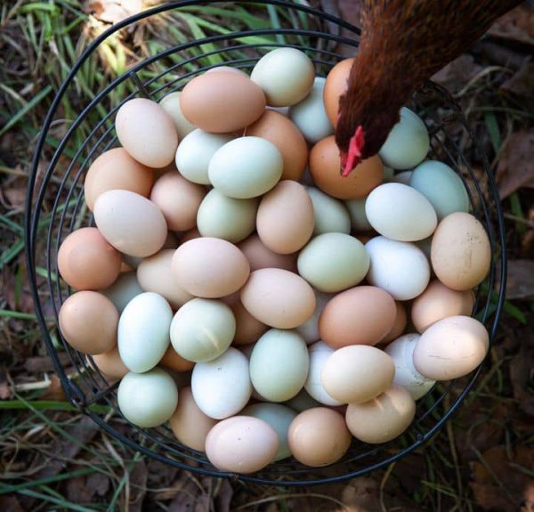 Yellow Leg Hatch Eggs