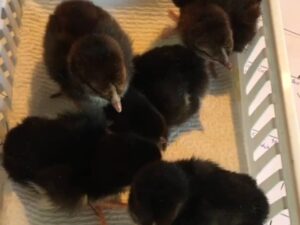 Black Mclean Chicks