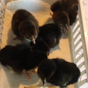 Black Mclean Chicks