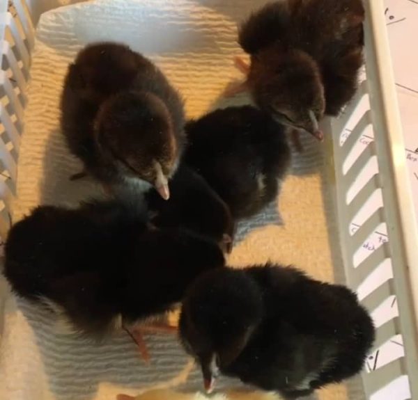 Black Mclean Chicks